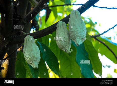 Cocoa tree seeds hi-res stock photography and images - Alamy