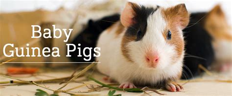 Baby critters require special care, and cute little guinea pigs are no ...