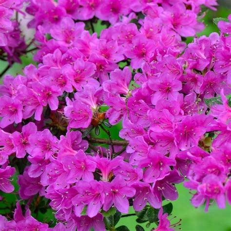 Purple Azalea Japanese Evergreen Shrub in 2021 | Azalea flower, Flower seeds, Blooming plants