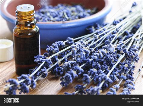 Lavender Herb Image & Photo (Free Trial) | Bigstock