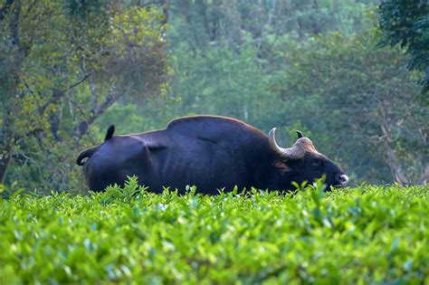 Valparai Photo Tour – Pixellin Photography & Travel