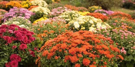 Are Mums Perennials? - How to Grow Mums as Perennials