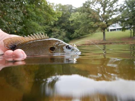 Can You Use Bluegill for Bait?