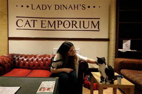 Dear cat lovers: Cat cafe opens in London