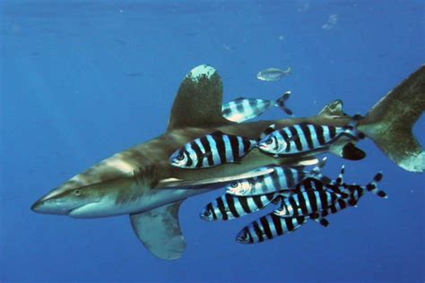 Oceanic White Tip Shark Information and Picture | Sea Animals