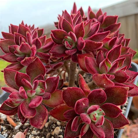 Echeveria Harmsii Ruby Slipper for Sale | Succulent Care Guide | Red succulents, Succulents ...