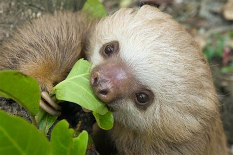 Adopt Jack - The Sloth Conservation Foundation