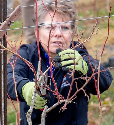 Prune hard for better blueberries - Good Fruit Grower