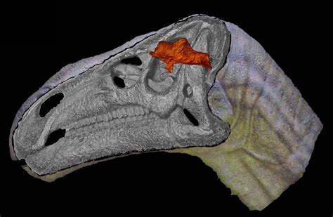 Fossilised dinosaur brain tissue identified for the first time