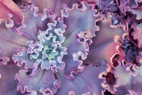 40 Beautiful Types of Purple Succulents [With Pictures] - Succulent Alley