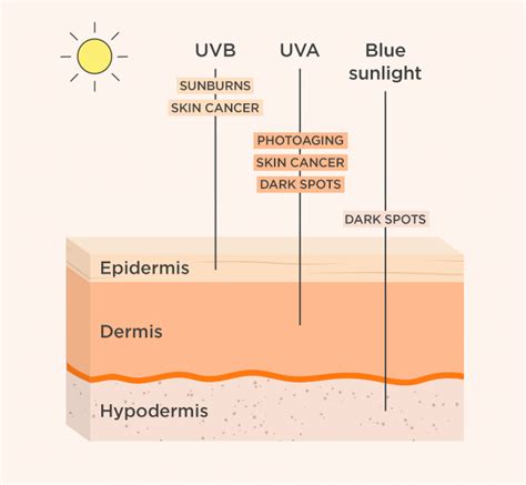 Human Skin Layers And Functions