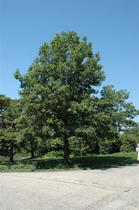 Shumard Oak (Quercus shumardii) in Oklahoma City Edmond Norman Moore Oklahoma OK at TLC Garden ...