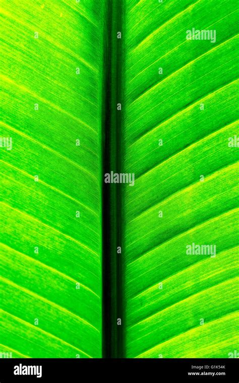 A close up of an Strelitzia Alba (Also known as Strelitzia Augusta ...