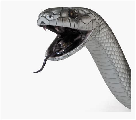 Black Mamba Snake Png High-quality Image - Black Mamba Snake Png ...