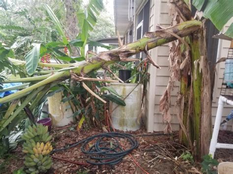 Susy Demonstrates The Easy Way to Harvest Bananas | The Survival Gardener