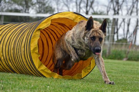 Hollandse Herdershond, dutch shepherd, agility | Dutch shepherd dog, Shepherd dog breeds, German ...