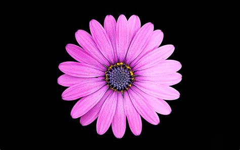 Margarita Purple Daisy flower 4K Wallpapers | HD Wallpapers | ID #23980