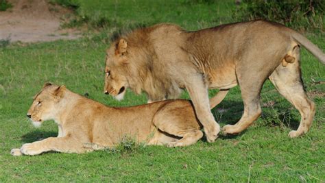 Mating lion Free stock photos in jpg format for free download 5.02MB