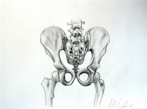 Pelvic Bone Study Original Pencil Drawing