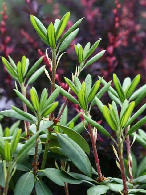 Propagating Rhododendron From Cuttings - Farmhouse & Blooms