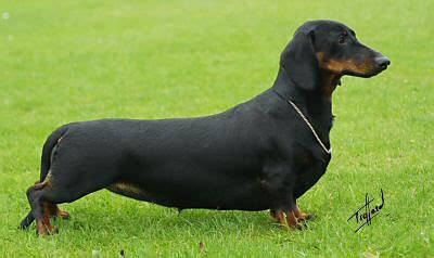 The dachshund is a short-legged, long-bodied dog breed belonging to the hound family. The ...