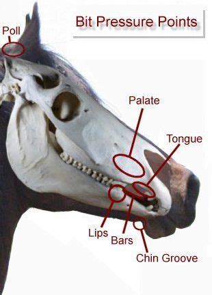 Shop Horse Bits Why a Bit? Start Here Horse Bits Explained A horse’s mouth is one of the most ...