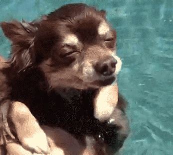 High Dog GIFs - Get the best GIF on GIPHY