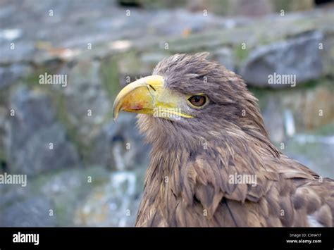 head golden eagle close up Stock Photo - Alamy