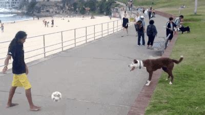 Dog Soccer GIF - Find & Share on GIPHY