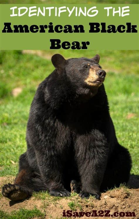 Identifying the American Black Bear - Country Living Tips - iSaveA2Z.com