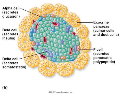 Celulele beta pancreatice - noua metoda de monitorizare - Diabet, Nutritie si Boli Metabolice