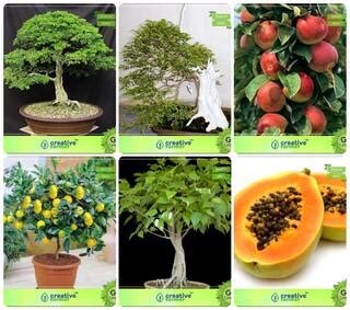 Buy Bonsai Suitable Seeds : Seed For Roof Combo Albizia Saman Online at Low Prices in India ...