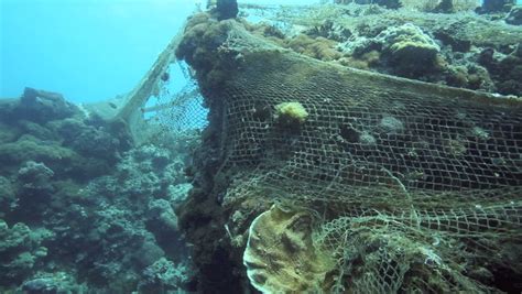 Saving Coral Reefs of Kharg, Kharko Islands | Financial Tribune