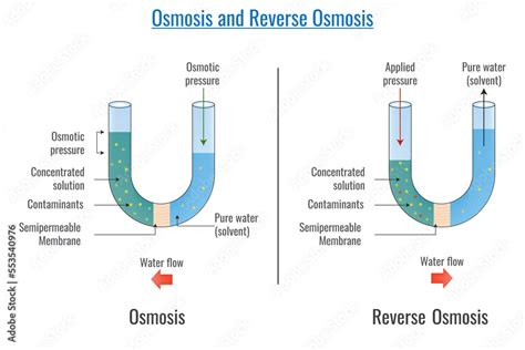 Osmosis and reverse Osmosis vector illustration Stock Illustration ...