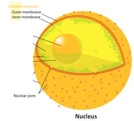 Nuclear Membrane Diagram