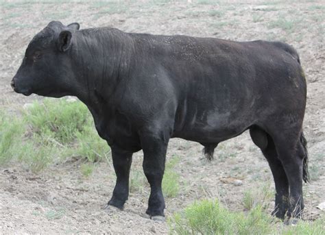 Black Herefords | Hereford Talk