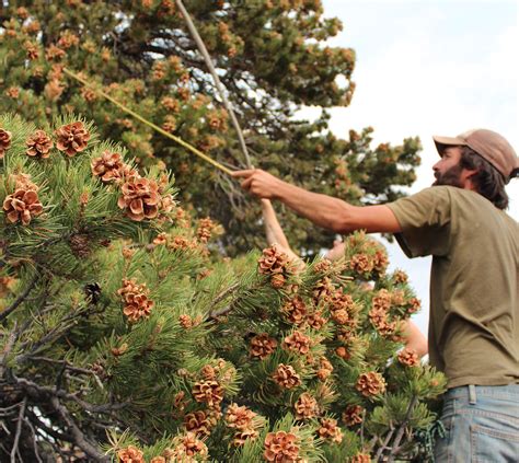 Is the U.S. Pine Nut Industry on the Brink of Extinction? | Civil Eats