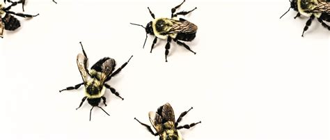 What’s the Buzz? Bees, Behavior, and Pollination | The Harvard Kenneth C. Griffin Graduate ...