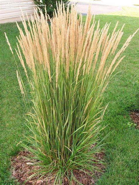 Calamagrostis "Karl Foerster" Live Perennials Plant Fit 1 Gallon Pot - PGH | Grasses landscaping ...