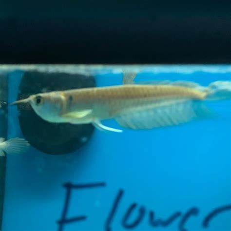 Silver arowana for sale - Exotic Fish Shop - 774-400-4598