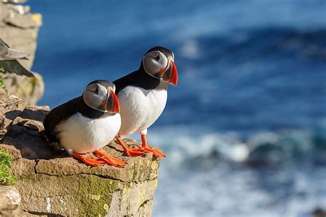 What Animals Live in Iceland? - WorldAtlas.com