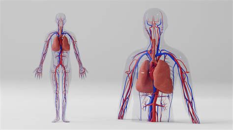 3D Model: Human Body - Human Circulatory System - Twinkl