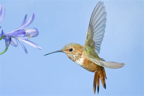 Roy Dunn - Hummingbirds in Nature