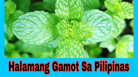 HALAMANG GAMOT Sa Pilipinas | Paano Gagamitin - Halamang Gamot Channel ...