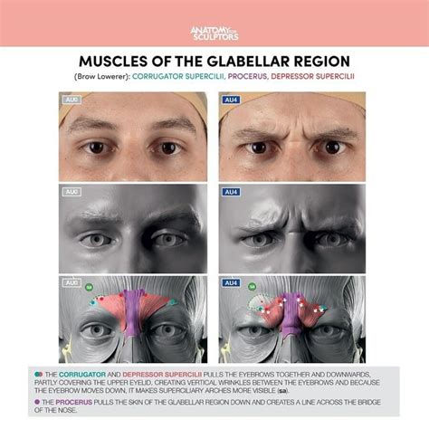 ArtStation - Muscles of the Glabellar Region, Anatomy For Sculptors ...