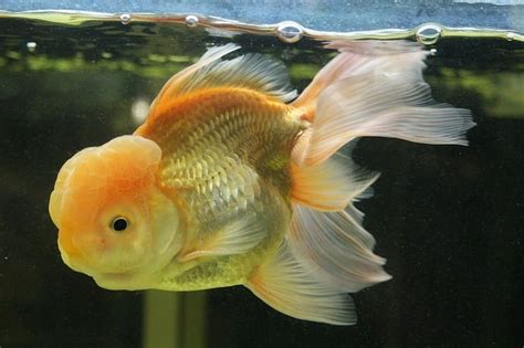 Goldfish Water Temperature - What's The Water Temp For Goldfish?