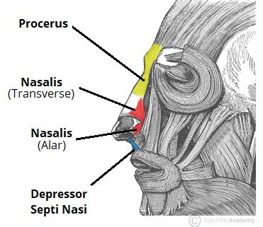 The Muscles of Facial Expression - Orbital Group - Nasal Group - Oral Group - TeachMeAnatomy