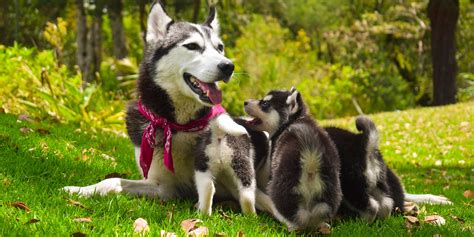 Genetics, Parents, Filiation & Environment in Dog Breeding