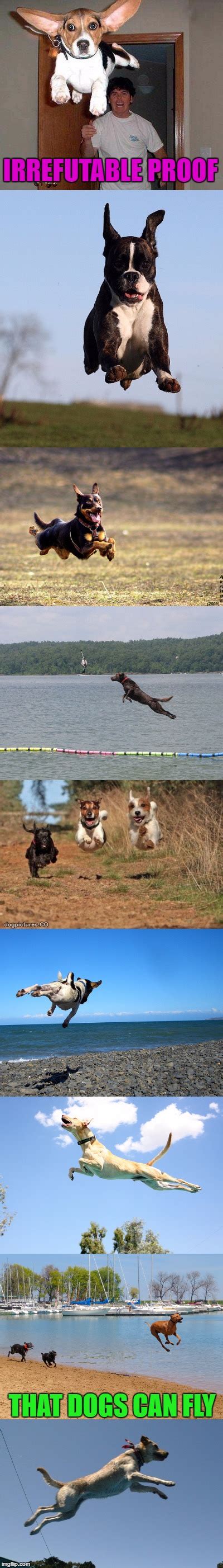 Proof of Flying Dogs - Imgflip