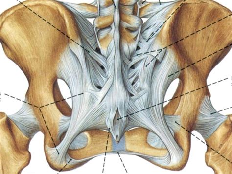 Posterior Pelvic Ligaments